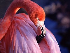 Pink Flamingo